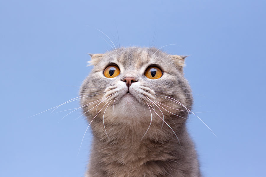 Cómo elegir los mejores productos petshop para tu mascota