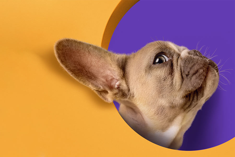 La importancia de la atención veterinaria a domicilio: comodidad y cuidado integral